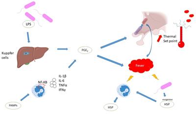 Temperature control in sepsis